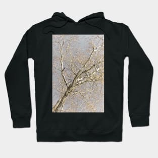 For The Love Of Trees - 4 © Hoodie